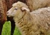 Sheep-Human Hybrid to Feed Growing Organ Demand