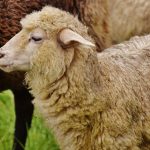 Sheep-Human Hybrid to Feed Growing Organ Demand