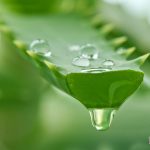Medicinal benefits of Aloe Vera