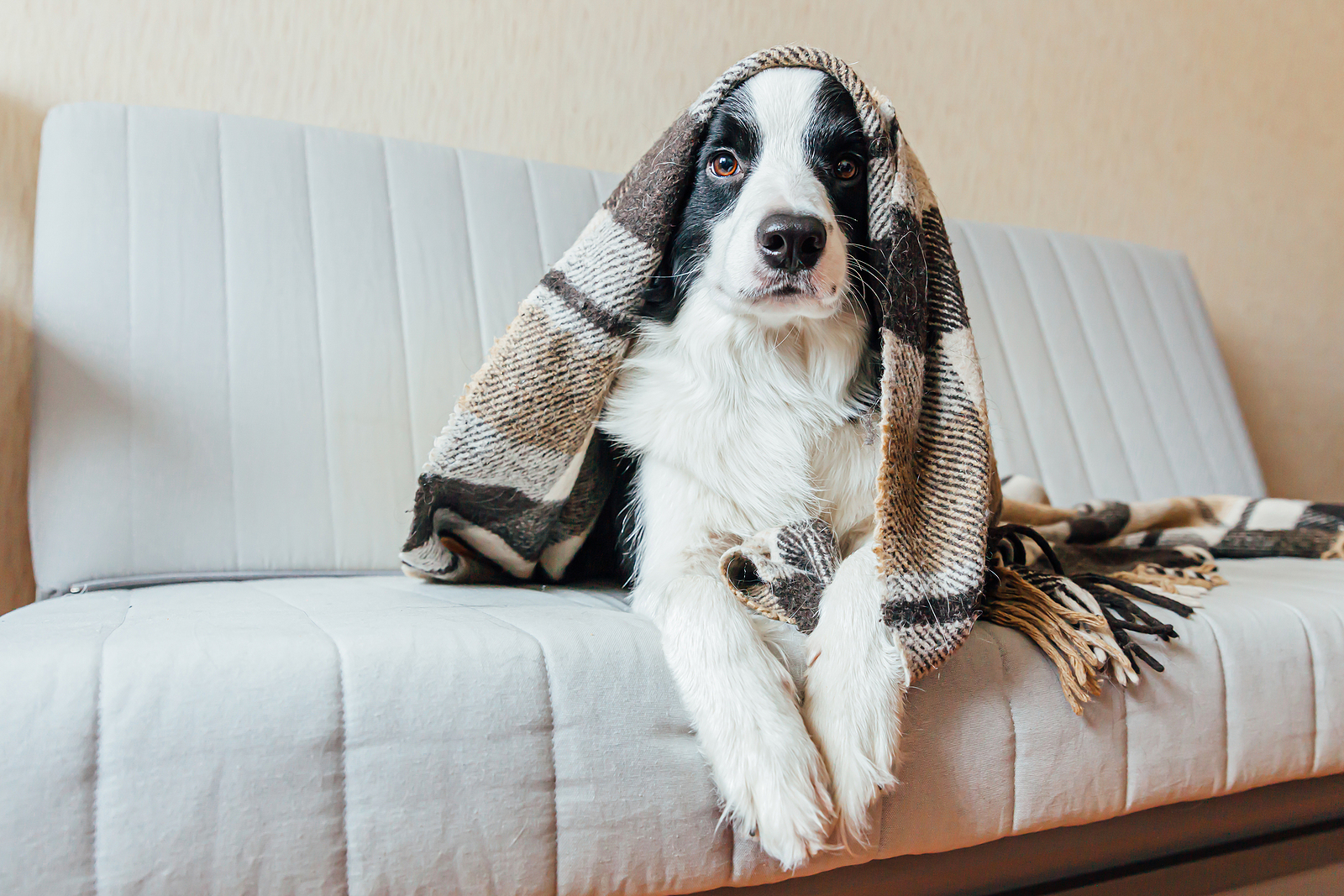 Tips on How to Keep Your House Clean With Pets at Home
