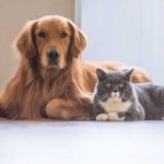 ogs & Cats to Love & Live with?