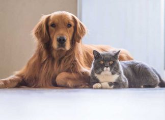 Are Dogs & Cats the Ultimate pet partners to Love & Live with? ogs & Cats to Love & Live with?
