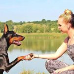 What can Dogs Do For Humans?