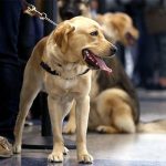 What science tells about Human-pet bond?