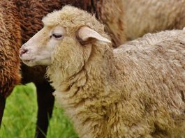 Sheep-Human Hybrid to Feed Growing Organ Demand