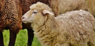 Sheep-Human Hybrid to Feed Growing Organ Demand