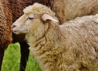 Sheep-Human Hybrid to Feed Growing Organ Demand? Sheep-Human Hybrid to Feed Growing Organ Demand