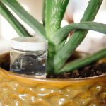 Aloe Vera Gel