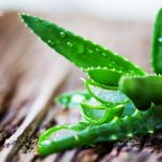 Aloe Vera Health Benefits