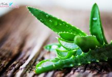 Aloe Vera Health Benefits
