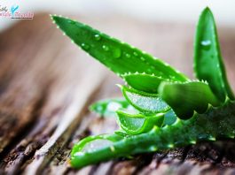 Aloe Vera Health Benefits