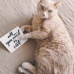 Organic pet foods cat
