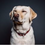 Organnic Pet Foods