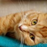 organic pet foodcat