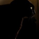 Organic Pet Foods cat