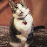 Organic pet foods cat