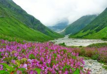 Beautiful Floral Valleys to visit in India