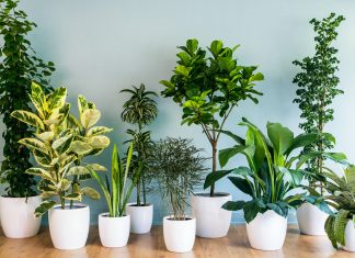 12 Best Indoor Plants for Indian Climate