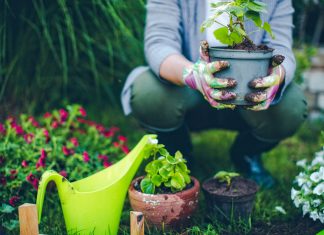 Tips to Take Care of Your Garden