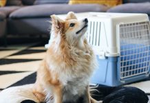 Things You Should Consider While Choosing a Pet Carrier for Your Dog
