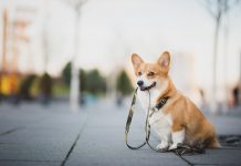 Iran to bring in law that criminalizes keeping pets
