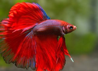 People who spend time in aquariums could improve their physical and mental wellbeing