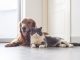 8 Tricks to Help Your Cat and Dog to Get Along