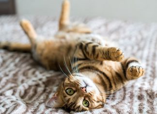 Just like humans, more cats and dogs are living with chronic health conditions