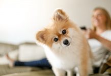 The global pandemic’s newest luxury traveler? Your pet