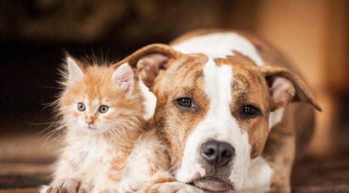 COVID-19 can affect pets