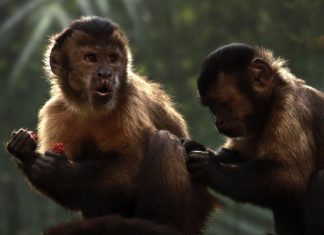 Good Vibes: What Happens When Monkeys Are Nice to Each Other?