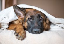 Five Ways Pets Make Our Lives Better