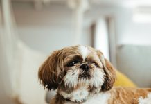Does Your Pet Need Braces? Bite Malocclusions in Pets