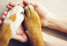 6 reasons why getting a pet should be your number one priority this year