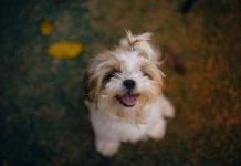 Why Is My Pet Always Hungry?