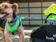 What’s Your Pet Saying? These Machines Know