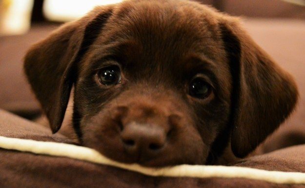 Important Tips to Keep Your Pets Safe this Spring