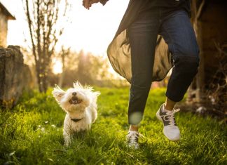8 Vastu tips to follow if you have pets at home