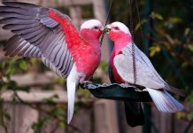 What Are Lovebirds?