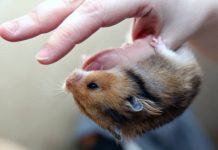 Should I Get A Hamster for A Pet?