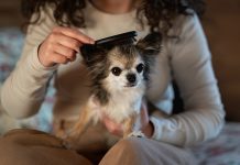 Five things all small dog owners should know
