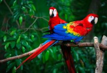 6 Ways to Show Your Pet Parrot Love