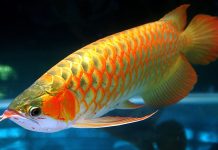 The most costly fish for aquariums is the Asian Arowana, which may cost up to 5 crores 26 lakhs 870.82/ONLY